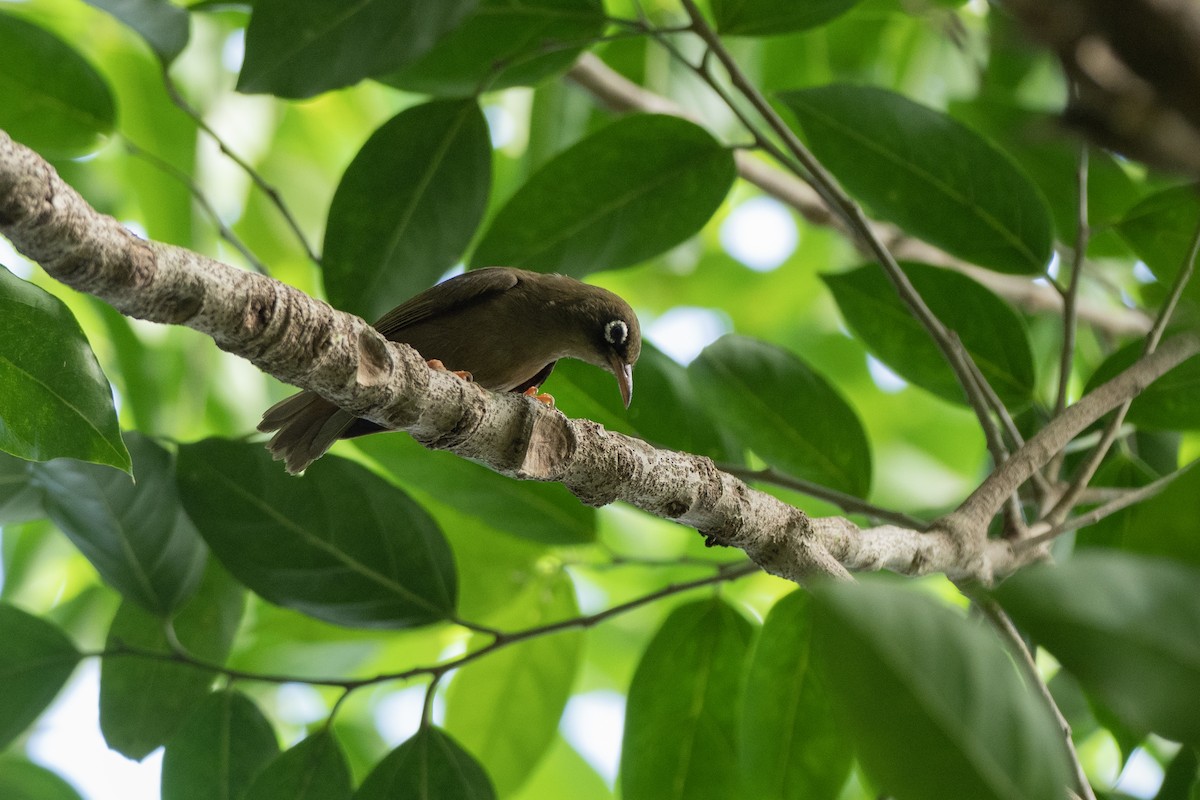 Yap White-eye - ML620616693