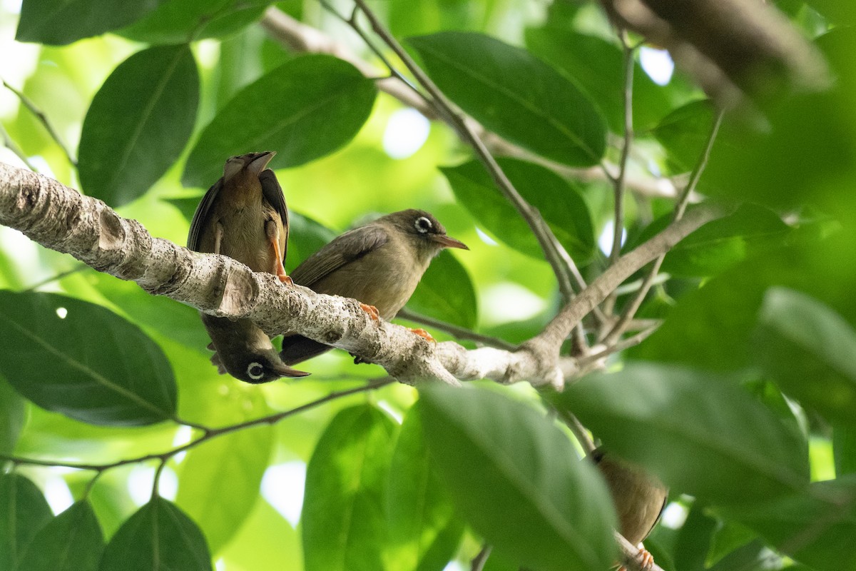 Yap White-eye - ML620616695