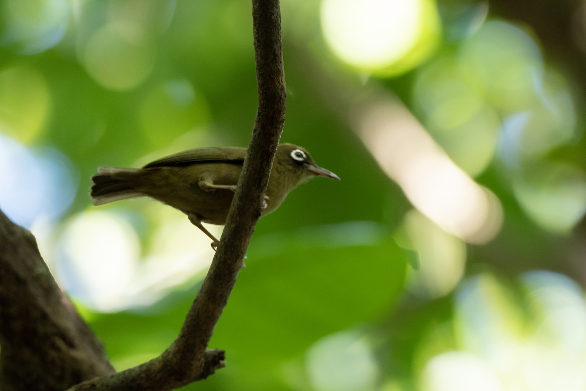 Yap White-eye - ML620616697