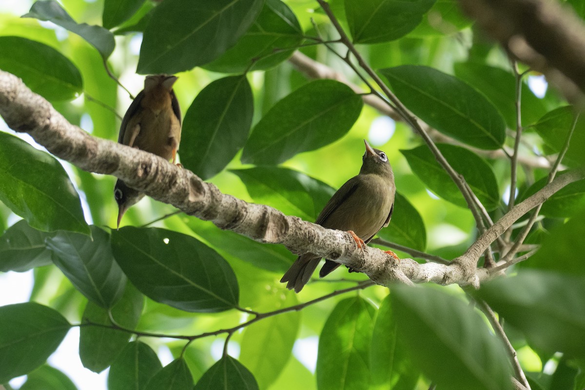 Yap White-eye - ML620616699