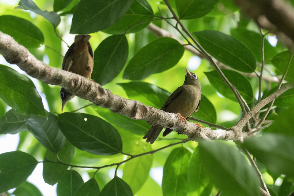 Yapbrillenvogel - ML620616700