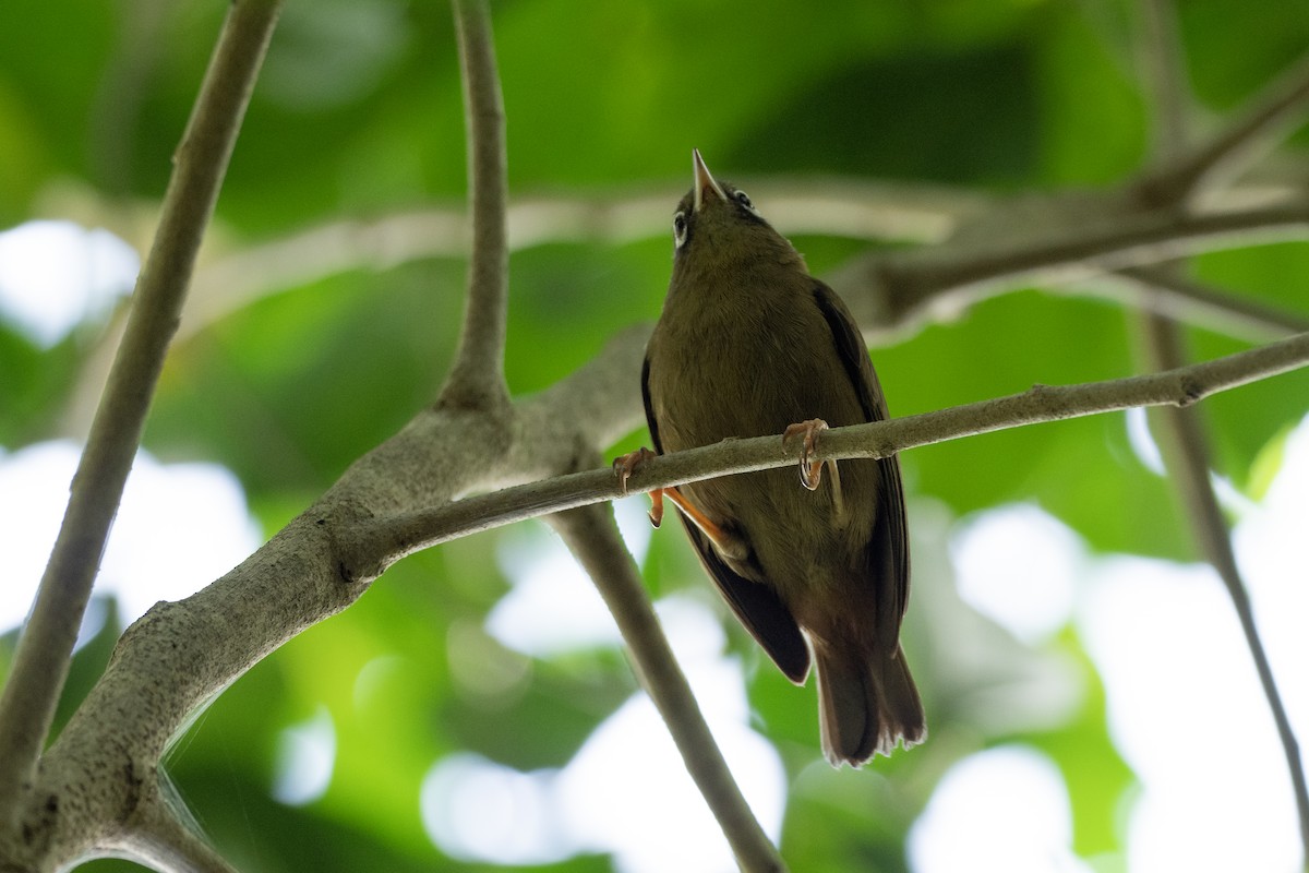 Yap White-eye - ML620616701