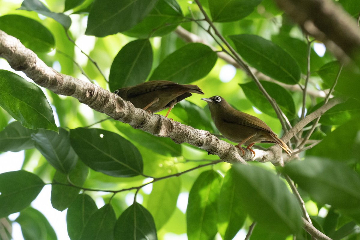 Yap White-eye - Doug Whitman