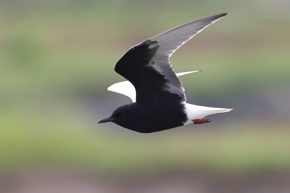 White-winged Tern - ML620616703