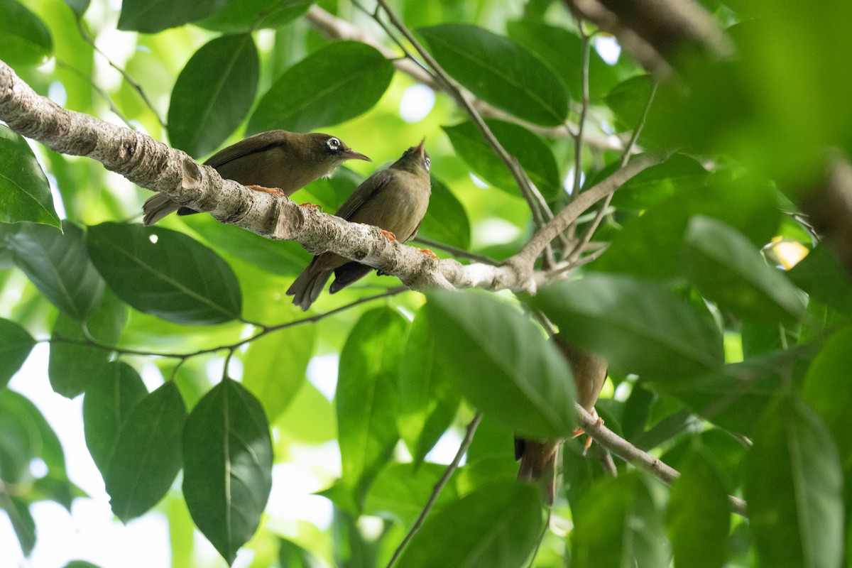 Yap White-eye - ML620616704