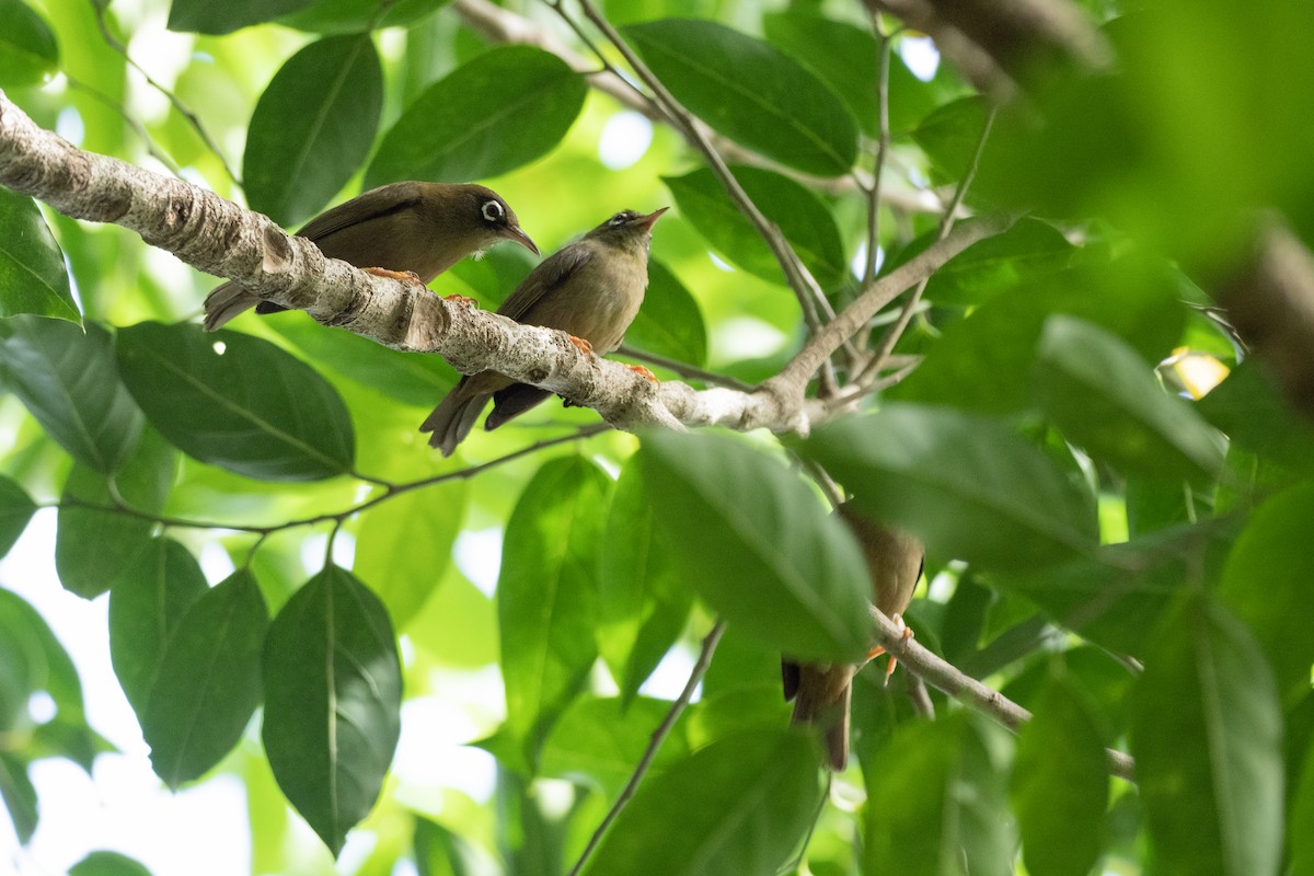 Yap White-eye - ML620616705