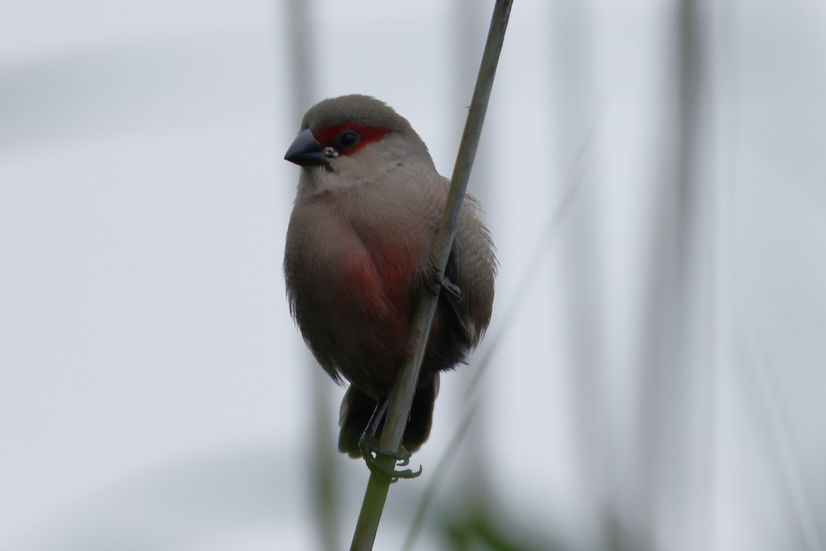 Common Waxbill - ML620616706