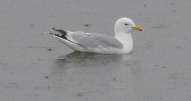 Gaviota Argéntea (americana) - ML620616707