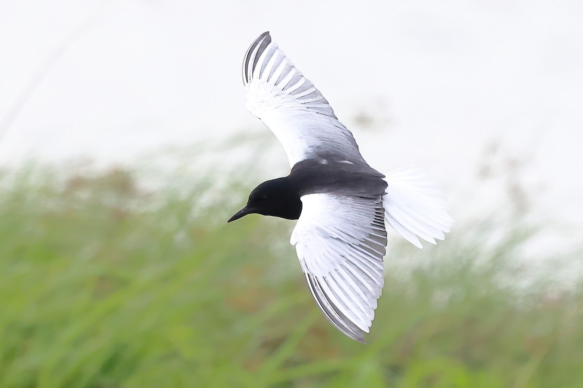 White-winged Tern - ML620616710