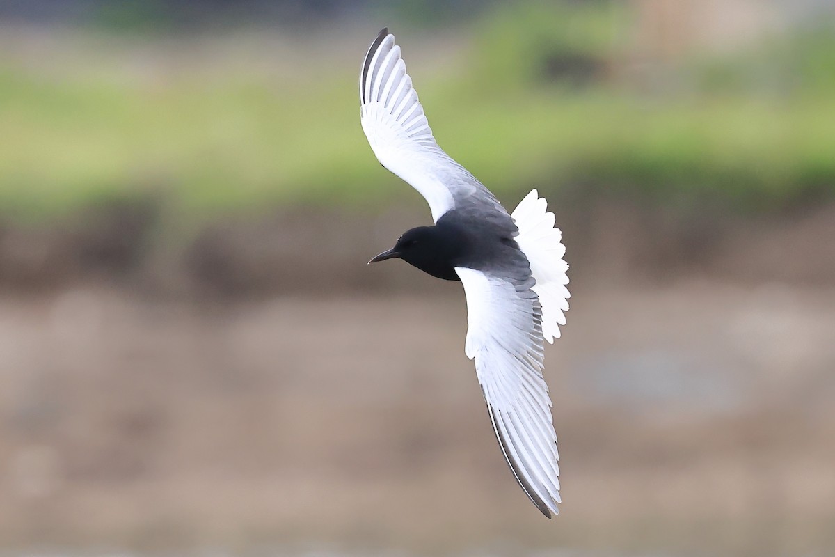 White-winged Tern - ML620616712