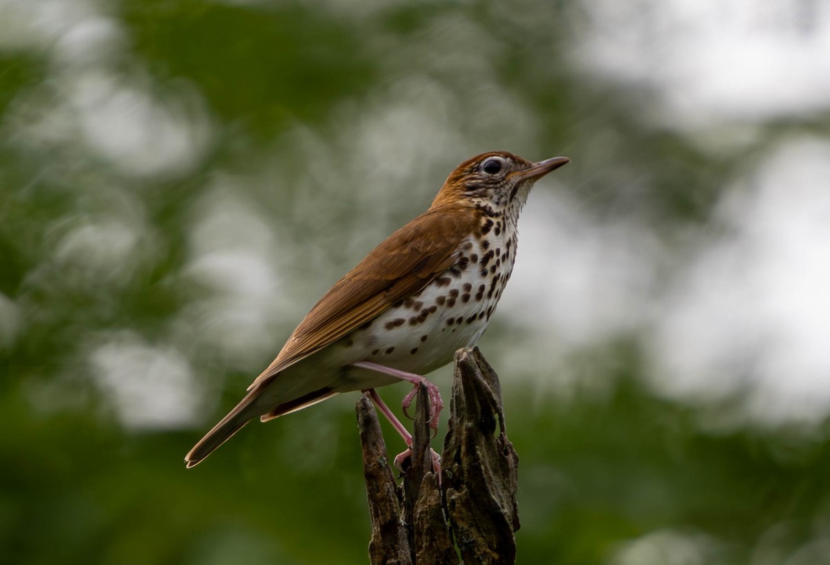 Wood Thrush - ML620616714