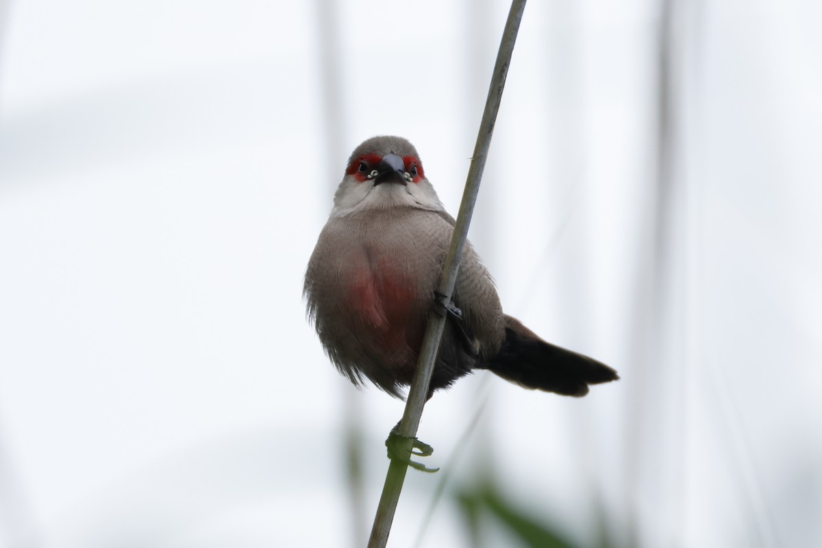 Common Waxbill - ML620616717