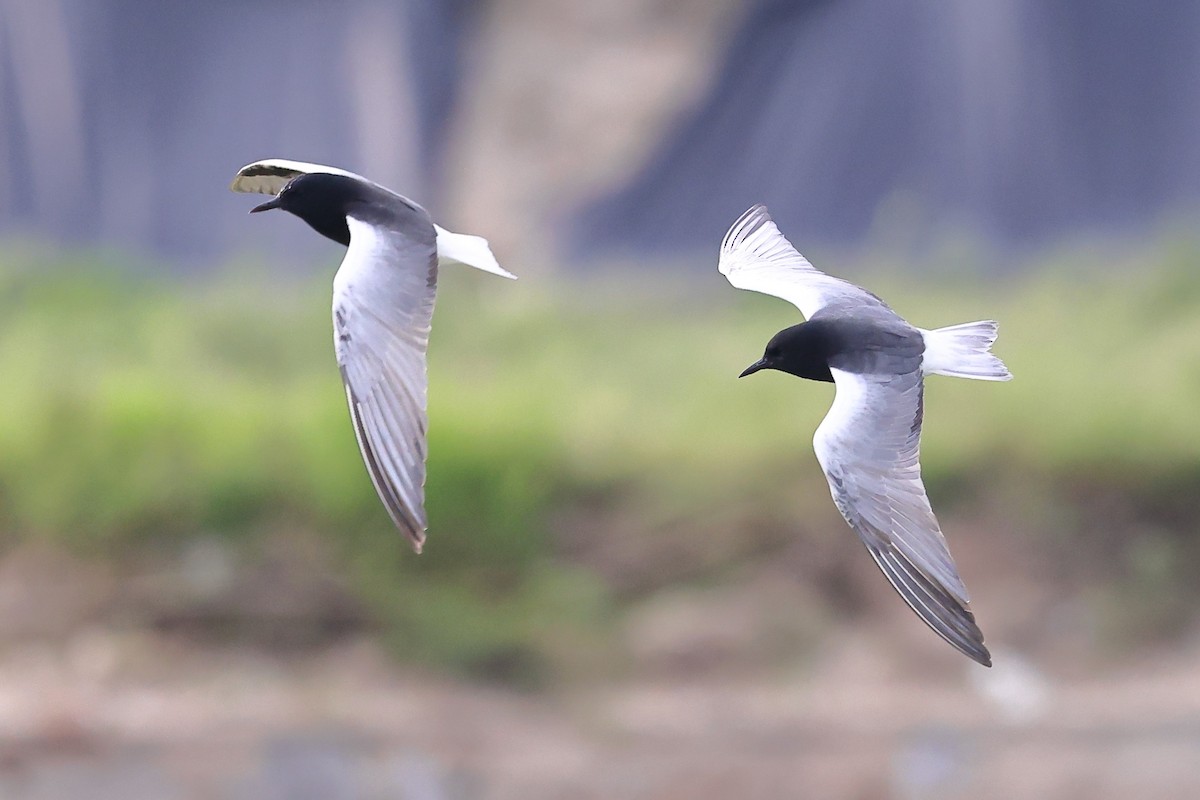 White-winged Tern - ML620616719