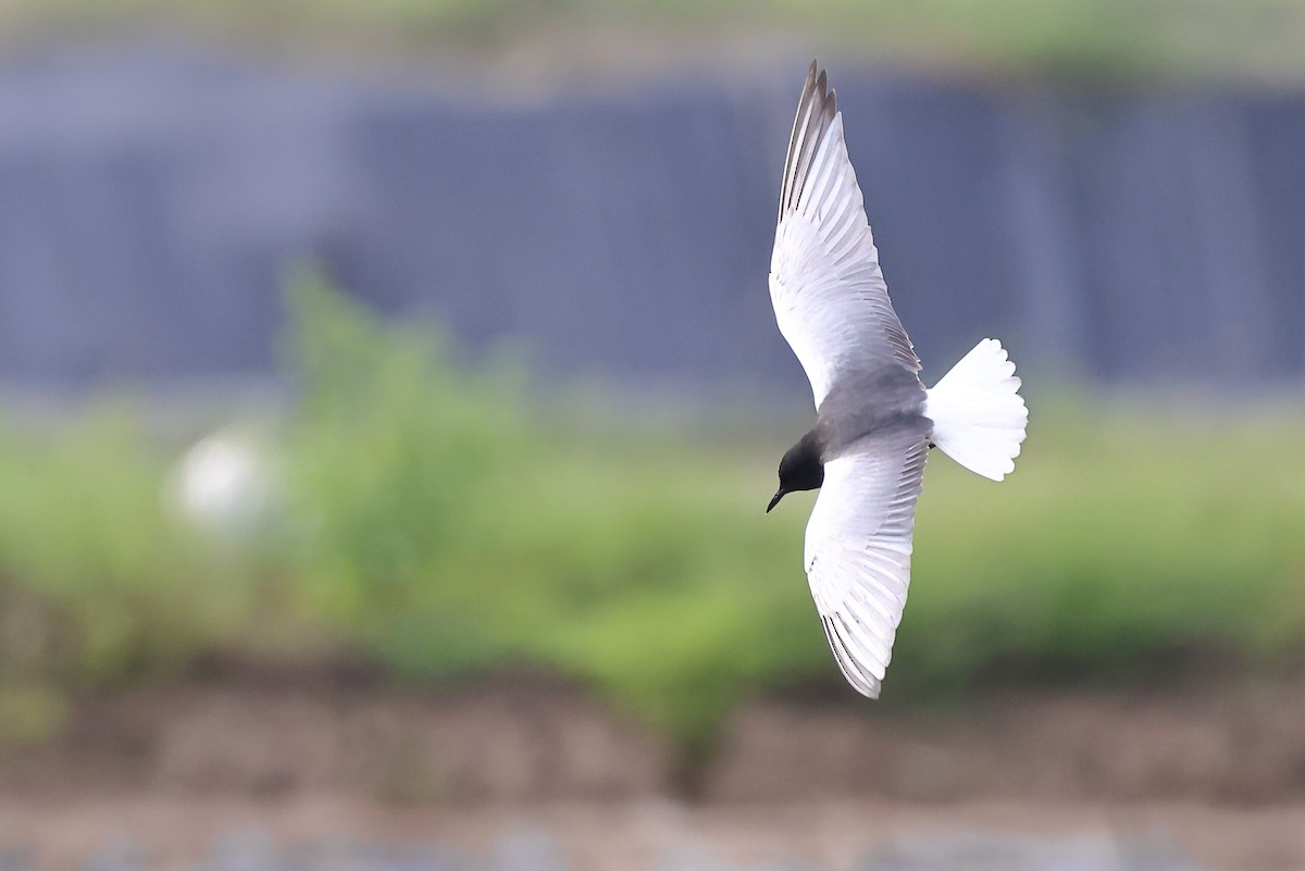 White-winged Tern - ML620616720