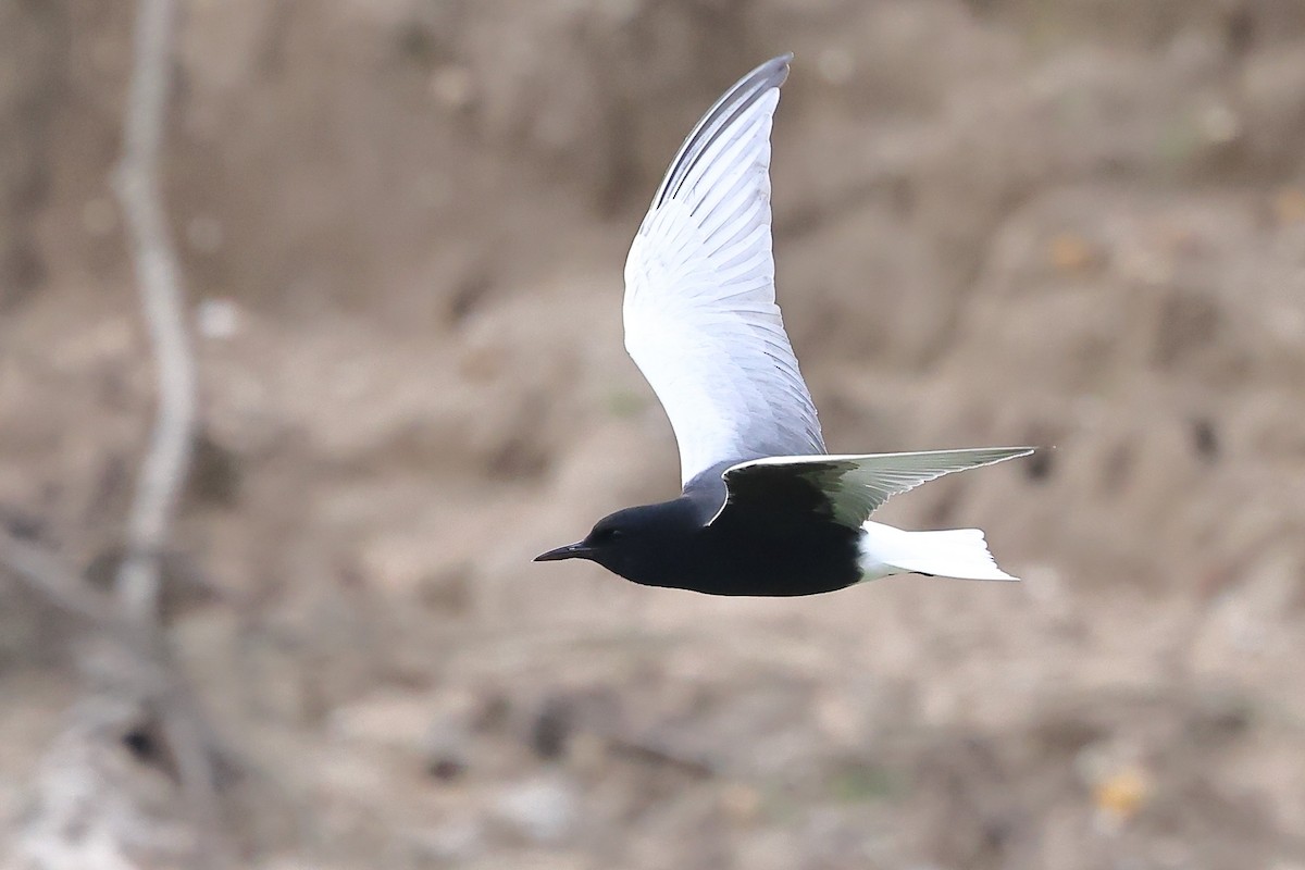 White-winged Tern - ML620616721
