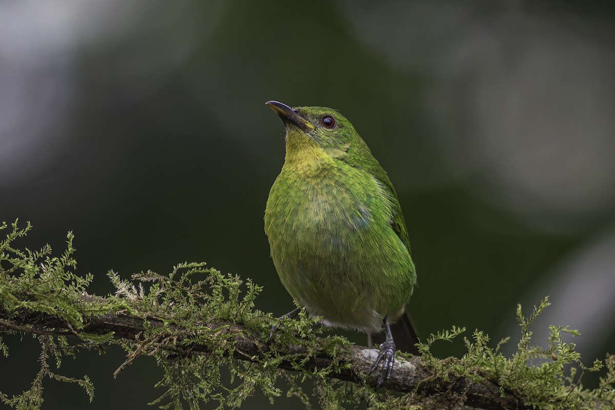 Green Honeycreeper - ML620616722