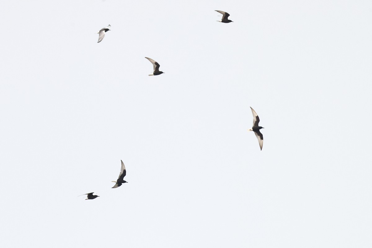 白翅黑燕鷗 - ML620616723