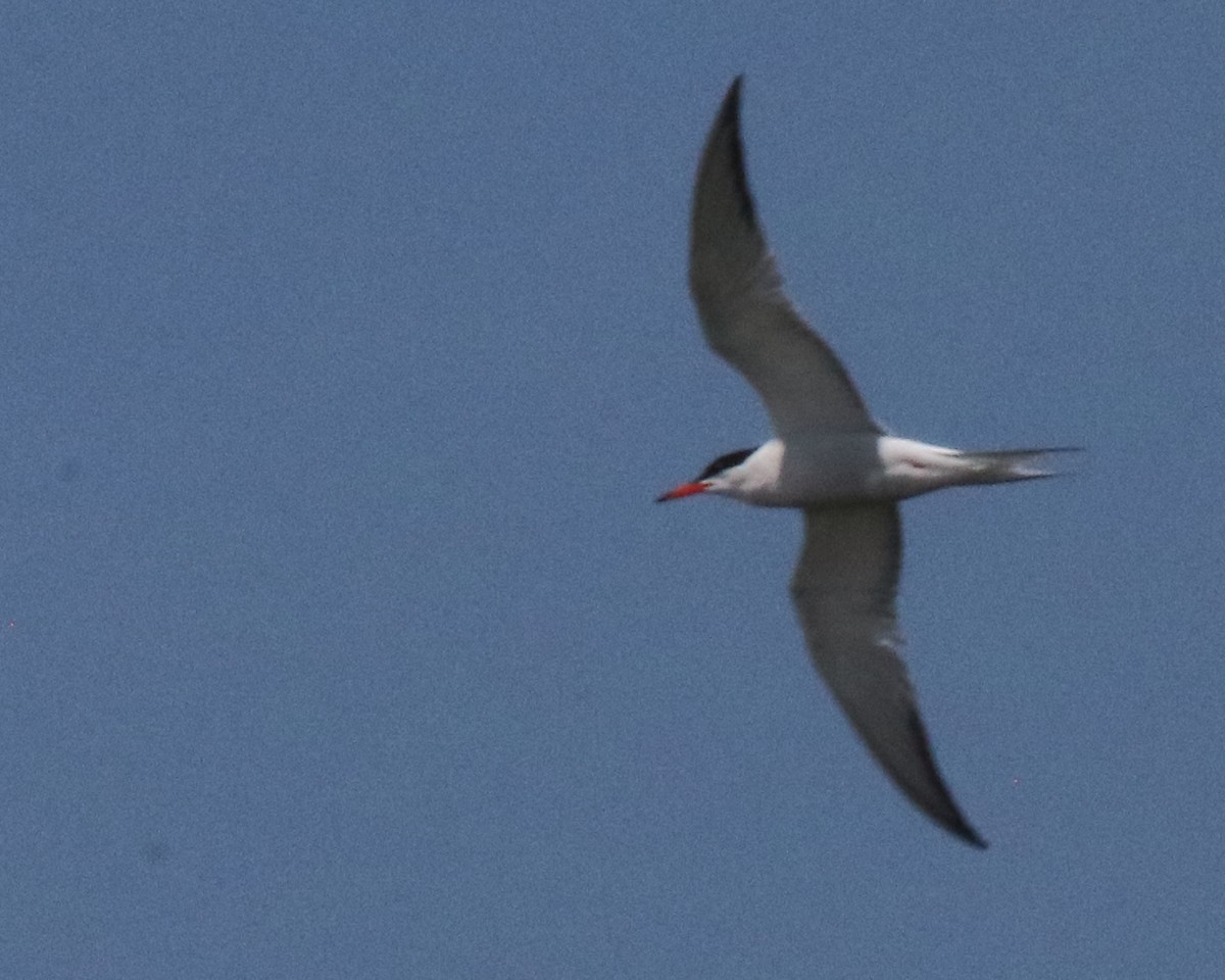 Common Tern - ML620616725