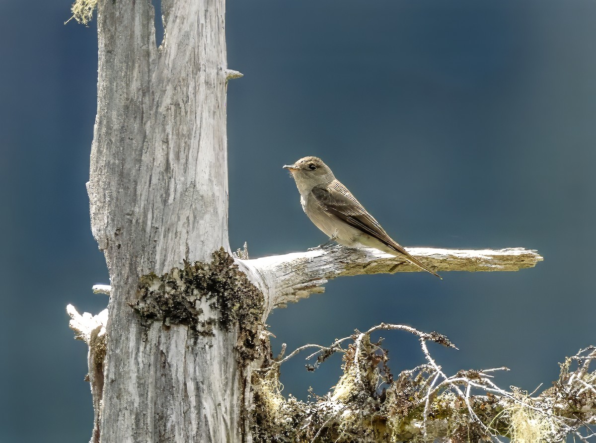 Western Wood-Pewee - ML620616726