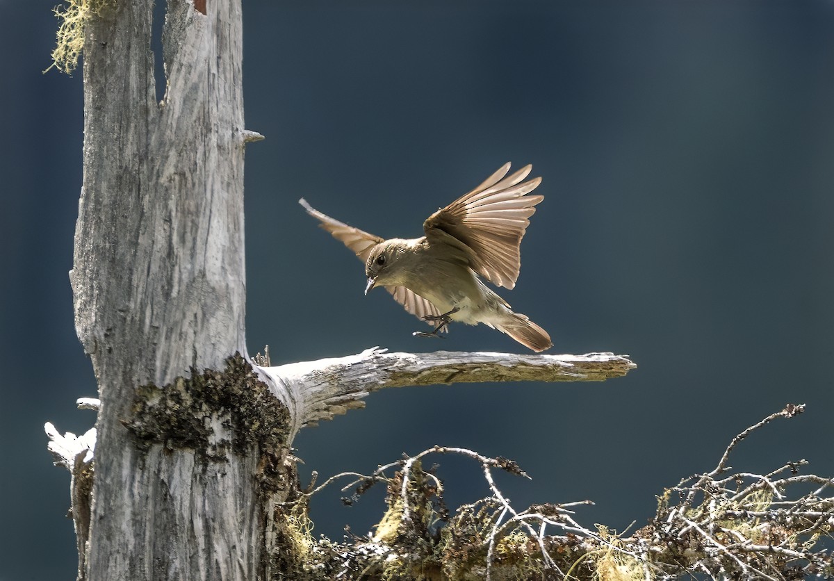 Western Wood-Pewee - Paul  Bueren