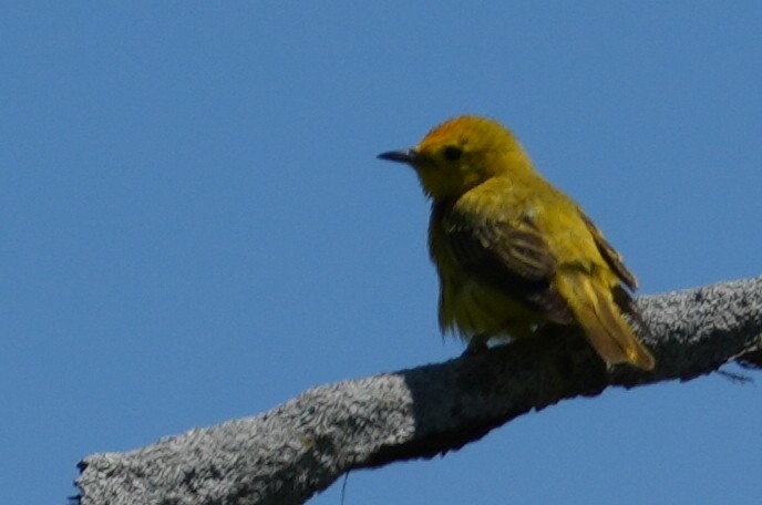 Yellow Warbler - ML620616731