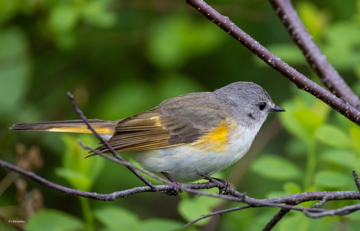 American Redstart - ML620616733