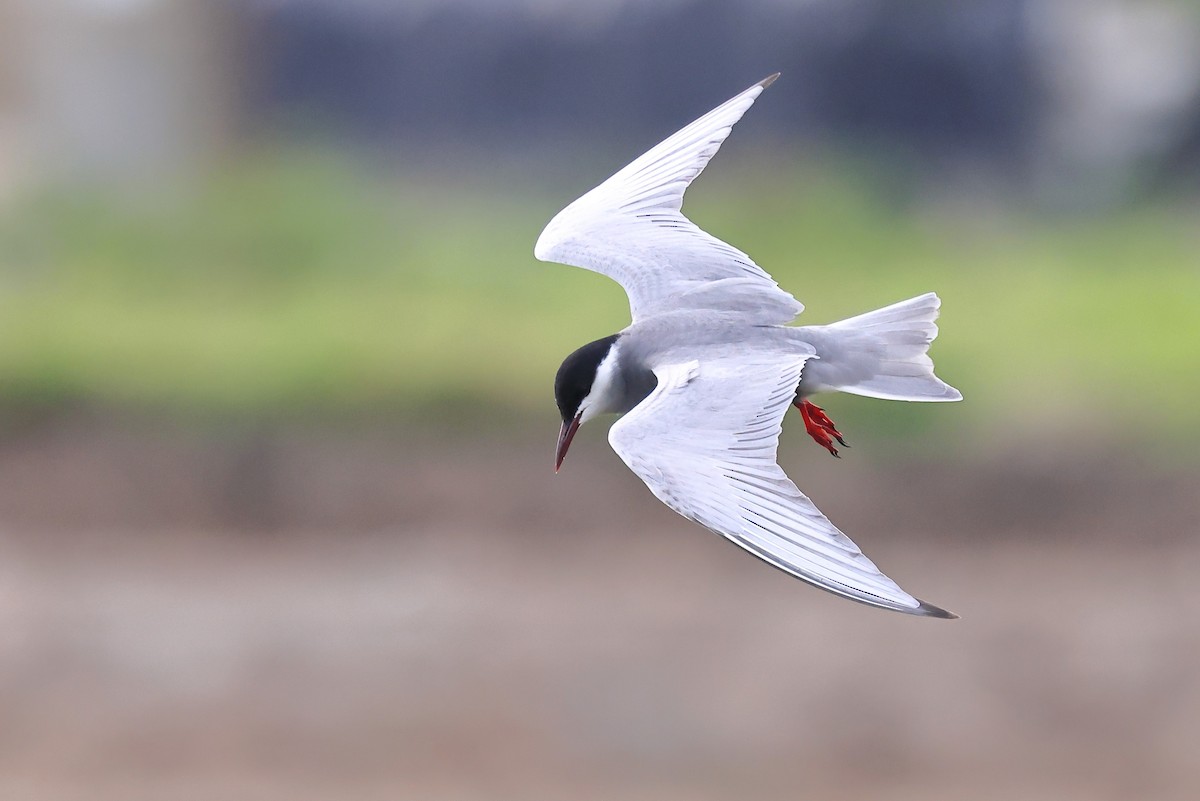 Whiskered Tern - ML620616735