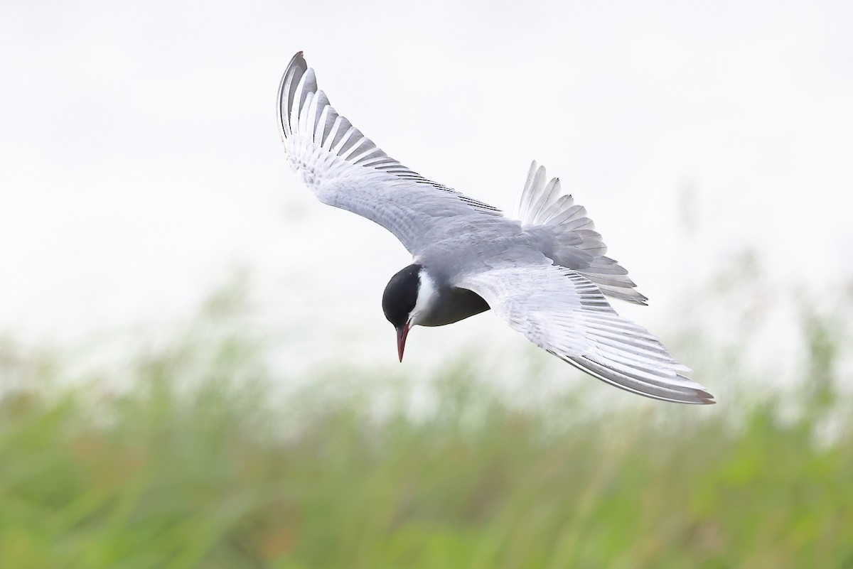 Whiskered Tern - ML620616736