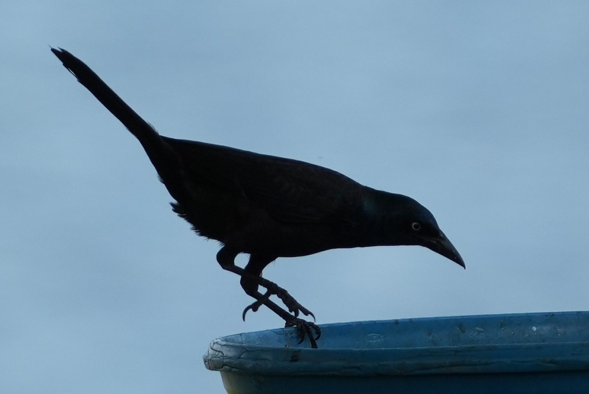 Common Grackle - ML620616738