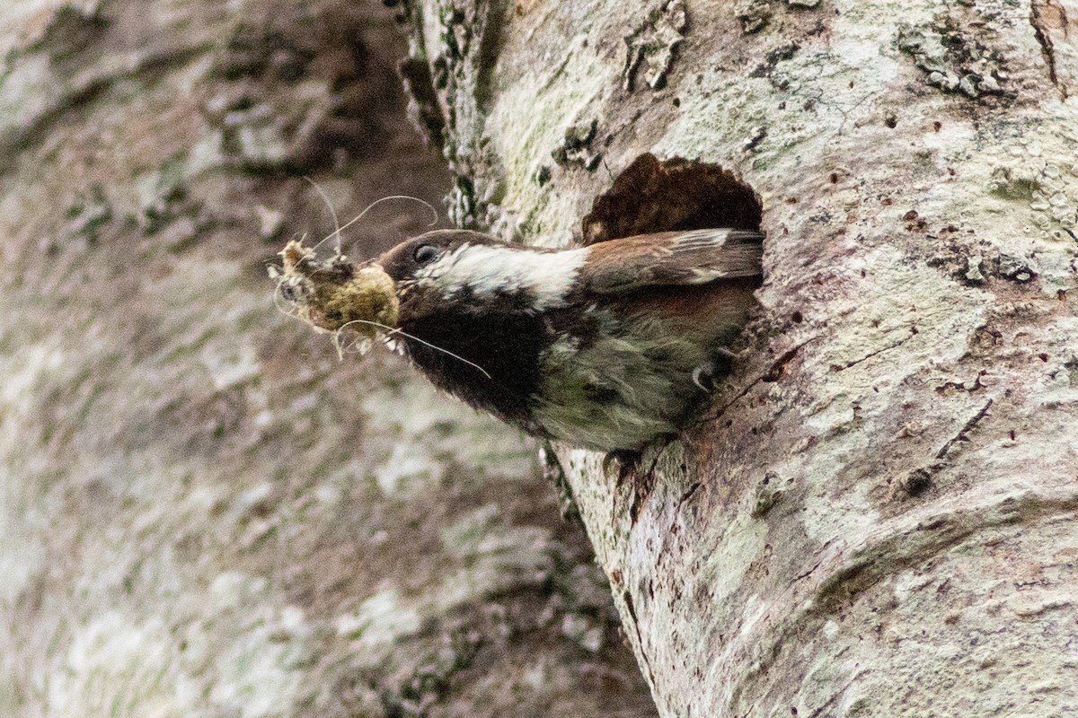 Chestnut-backed Chickadee - Rob Fowler