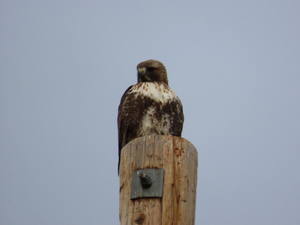 Red-tailed Hawk - ML620616745