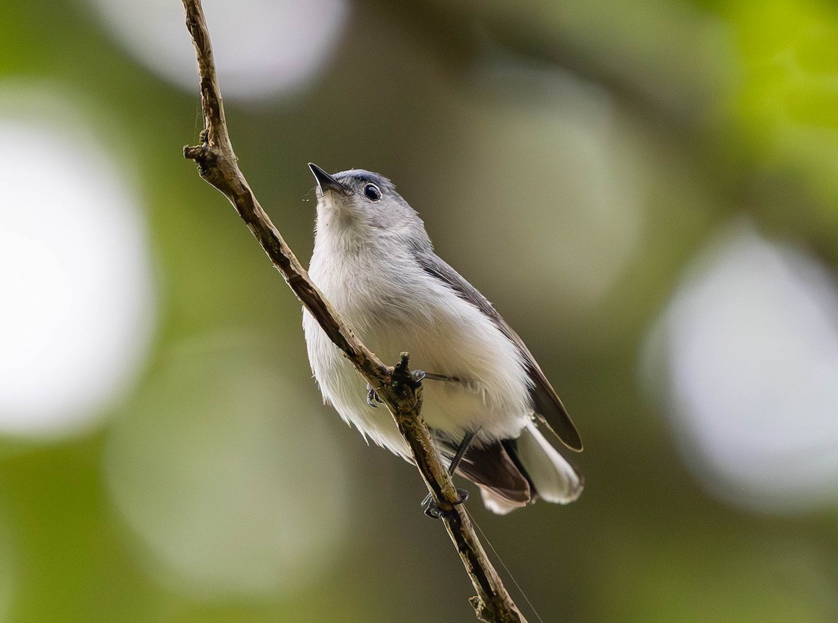 Blue-gray Gnatcatcher - ML620616747