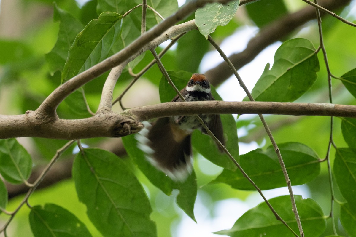 Micronesian Rufous Fantail (Yap) - ML620616751