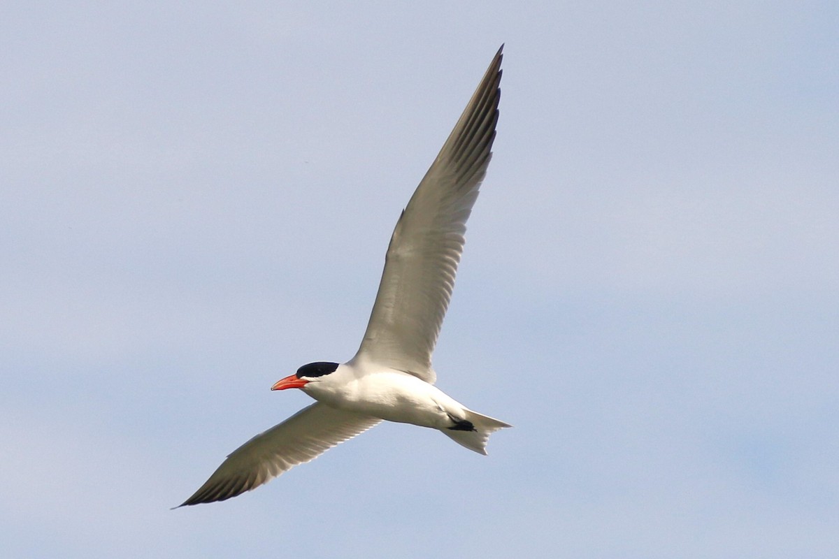 Caspian Tern - ML620616754