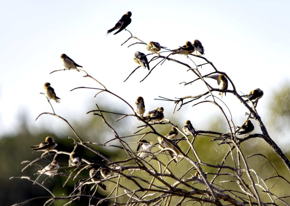 Golondrina Ariel - ML620616755