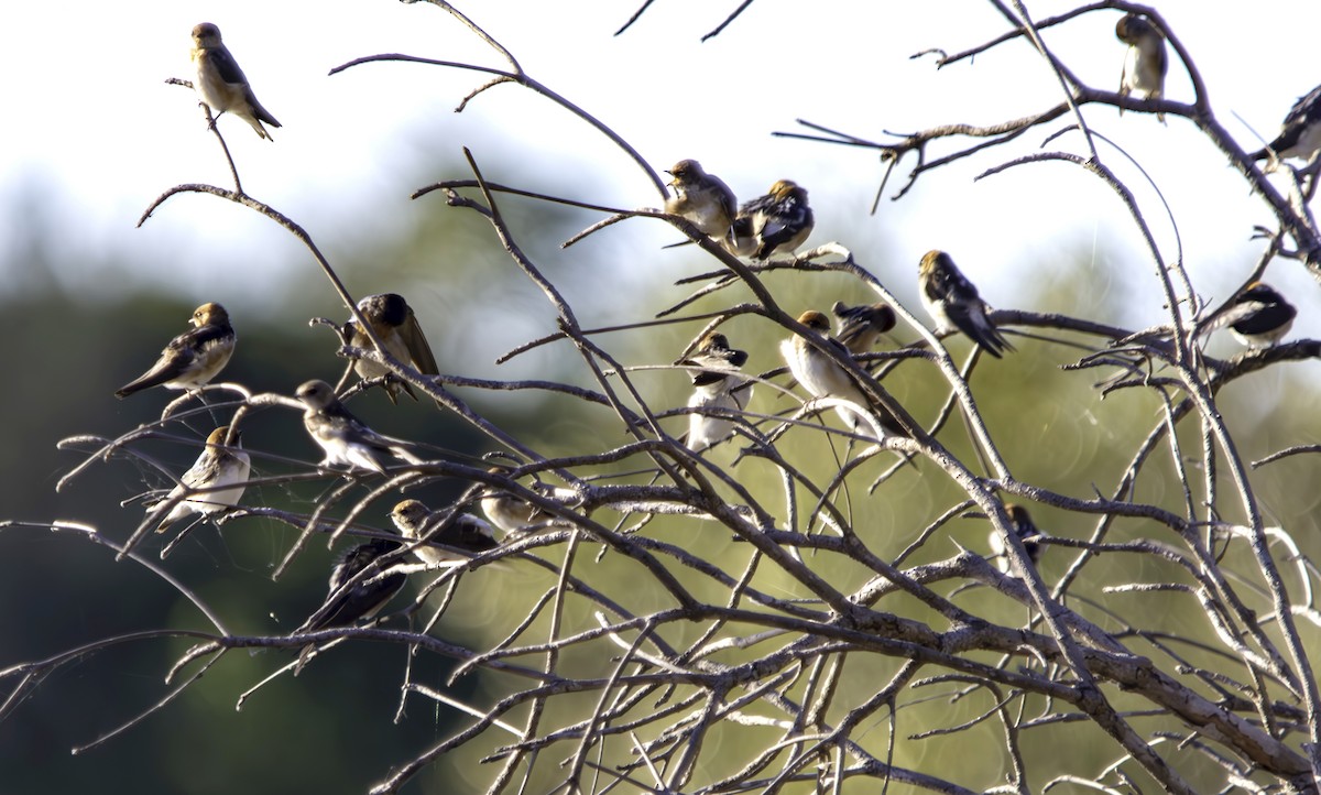 Golondrina Ariel - ML620616760