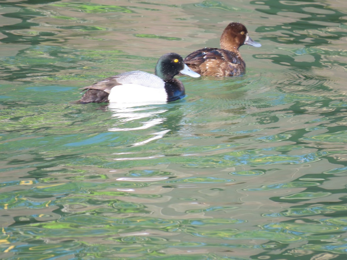 Lesser Scaup - ML620616764