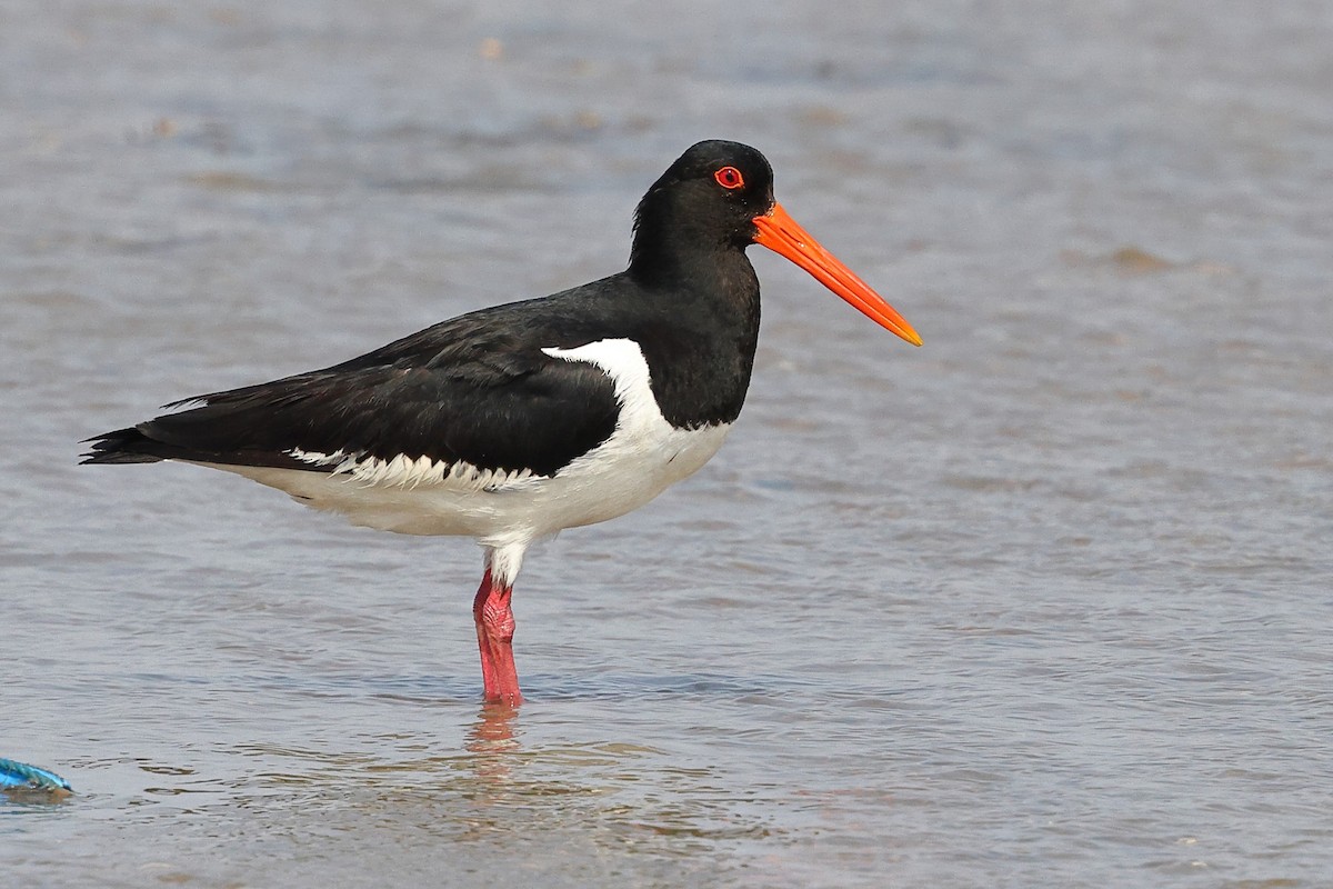 Eurasian Oystercatcher (Far Eastern) - ML620616766