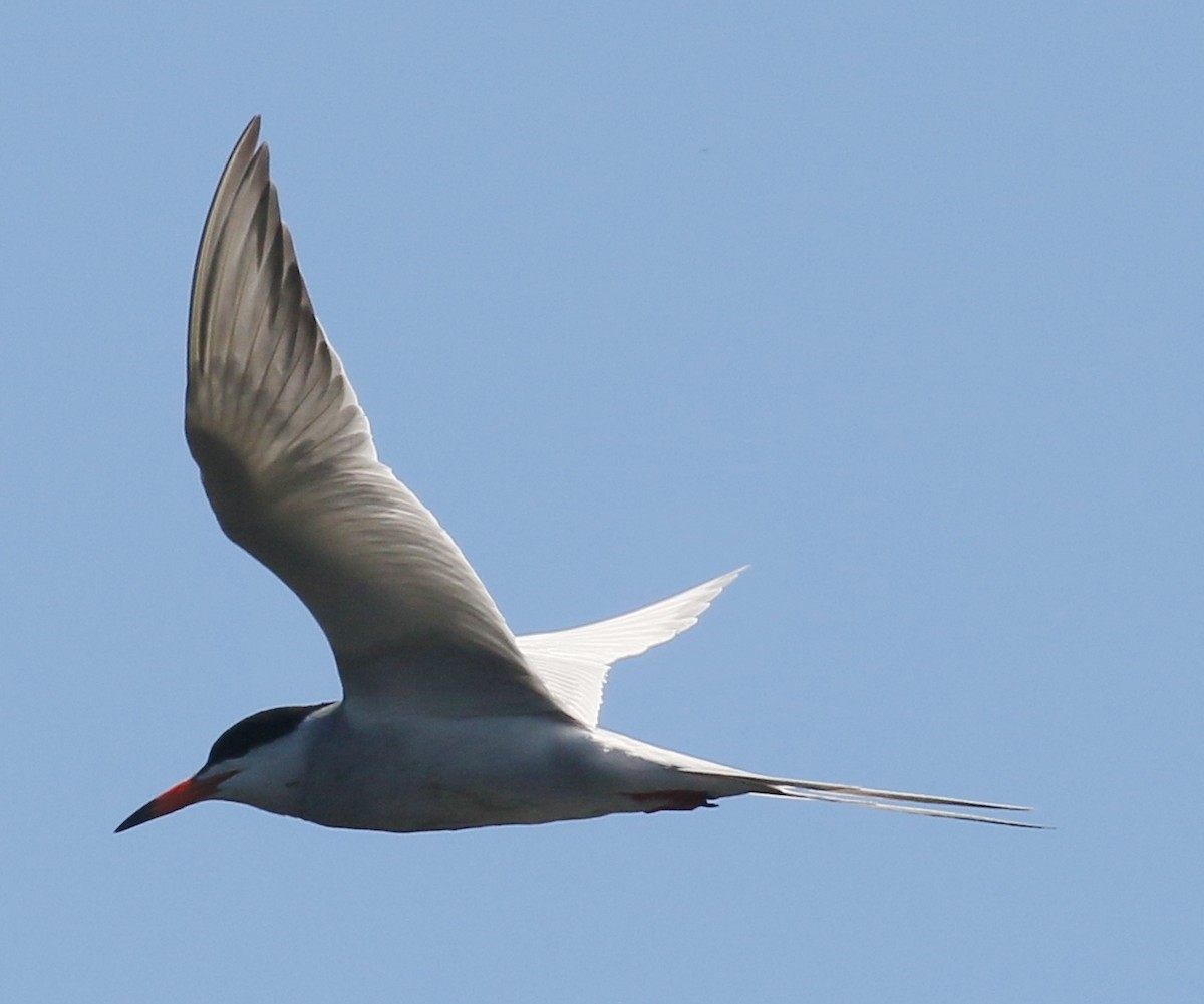 Forster's Tern - ML620616771