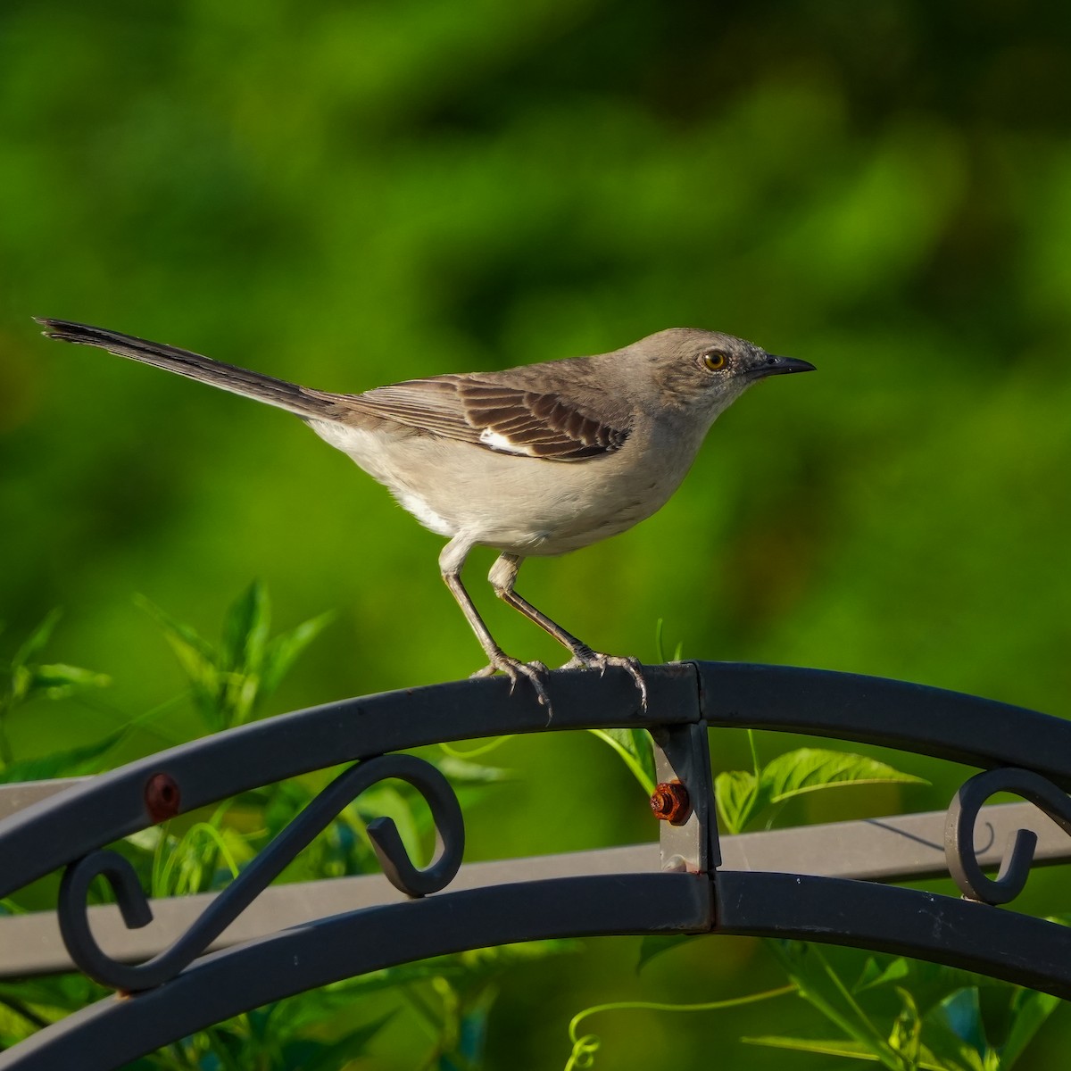 Northern Mockingbird - ML620616774