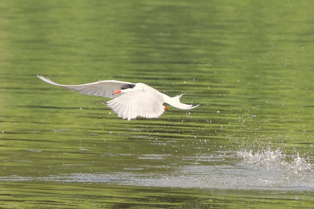 Common Tern - ML620616777