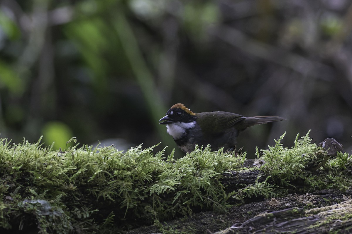 Chestnut-capped Brushfinch - ML620616787