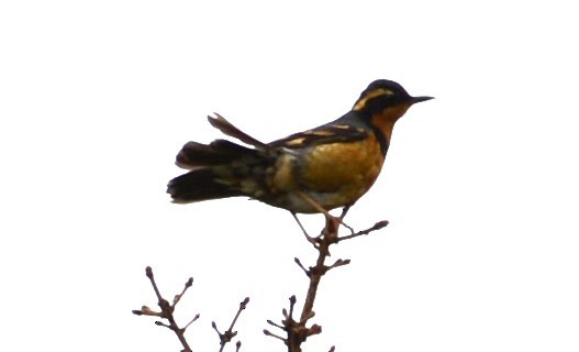 Varied Thrush - ML620616790