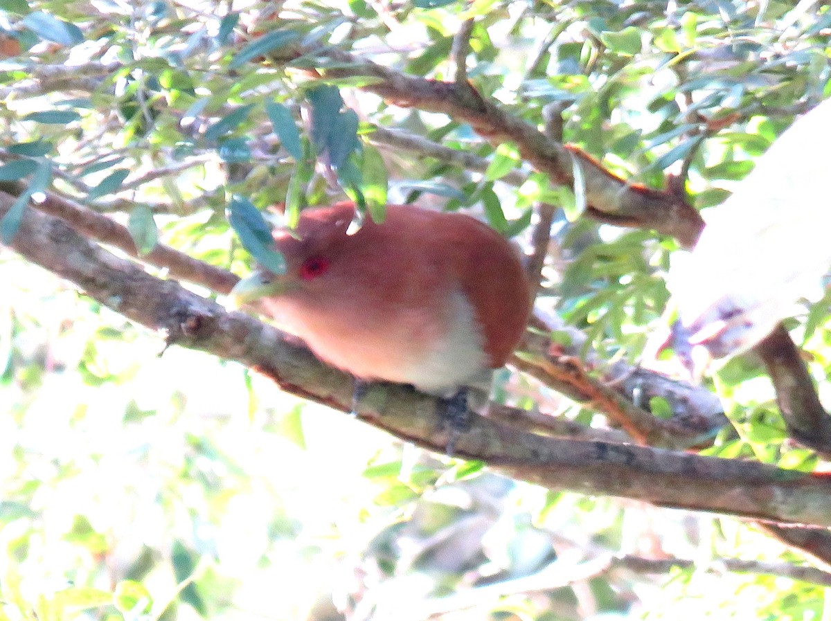 Squirrel Cuckoo - ML620616793