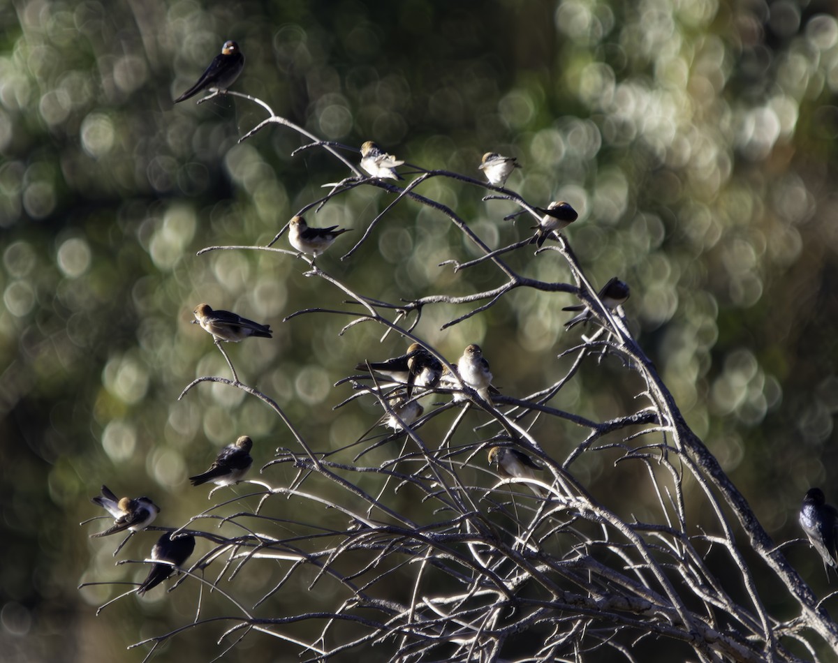 Golondrina Australiana - ML620616794