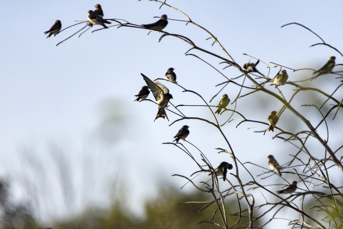 Golondrina Australiana - ML620616796