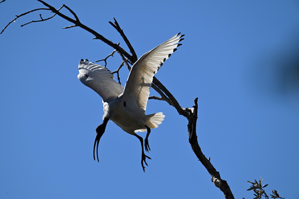 ibis australský - ML620616800