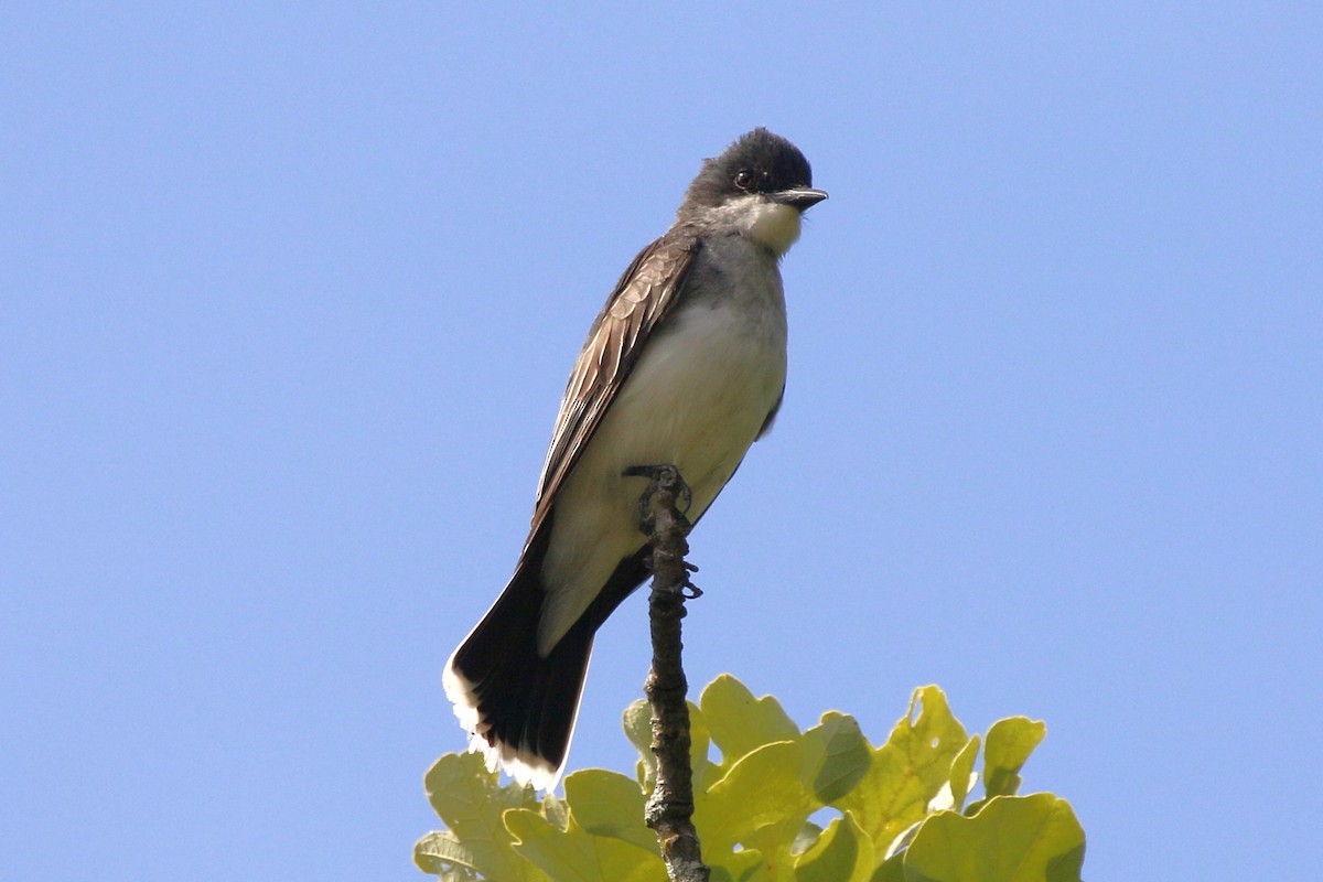 Eastern Kingbird - ML620616801