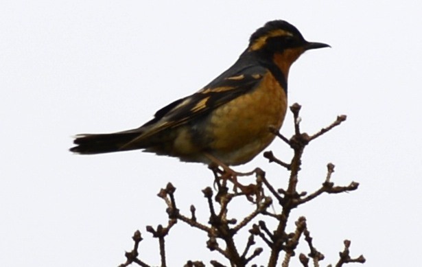 Varied Thrush - Spencer Vanderhoof