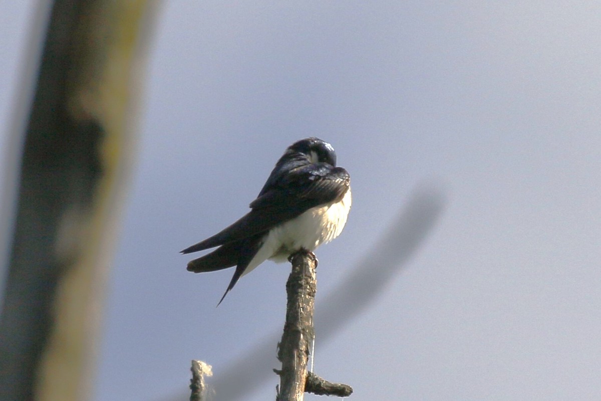 Golondrina Bicolor - ML620616809